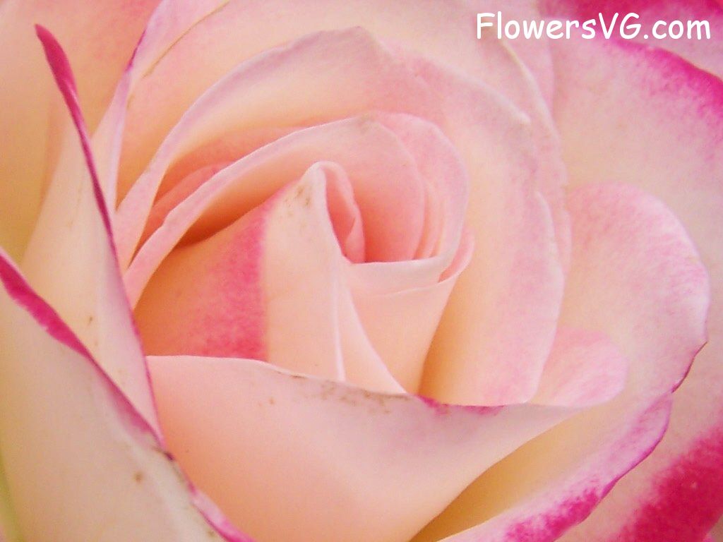rose_bright_red_white_closeup photo