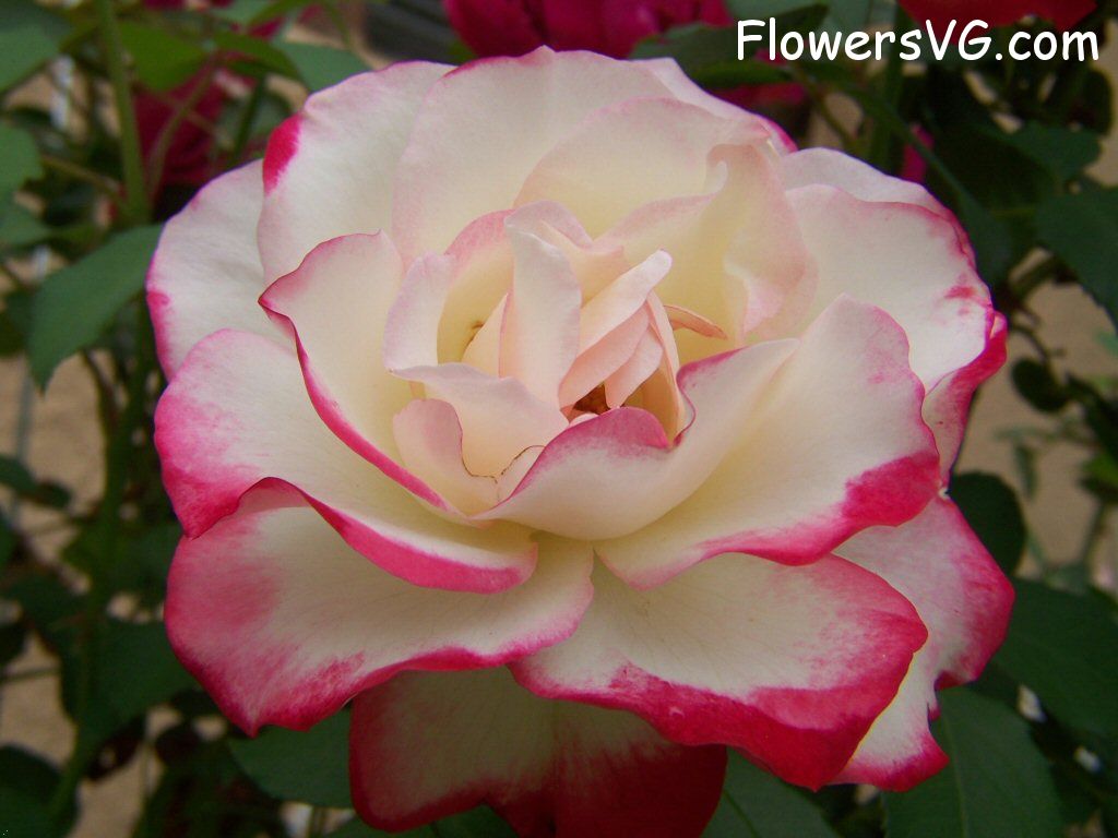 rose_bright_red_white_flower photo