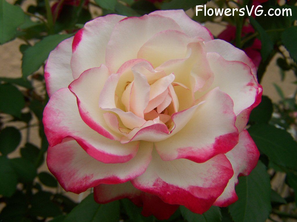 rose_bright_red_white_garden photo