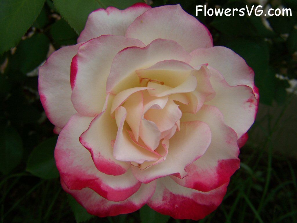 rose_bright_red_white_garden_bloomed photo