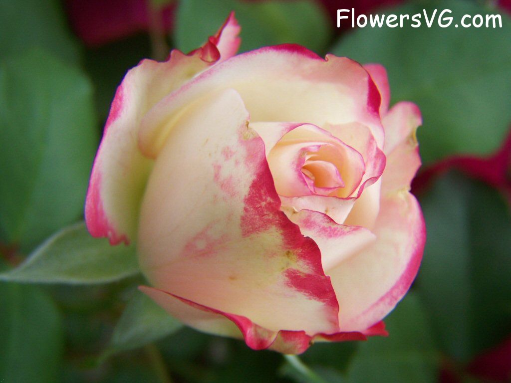 rose_bright_red_white_garden_flower photo