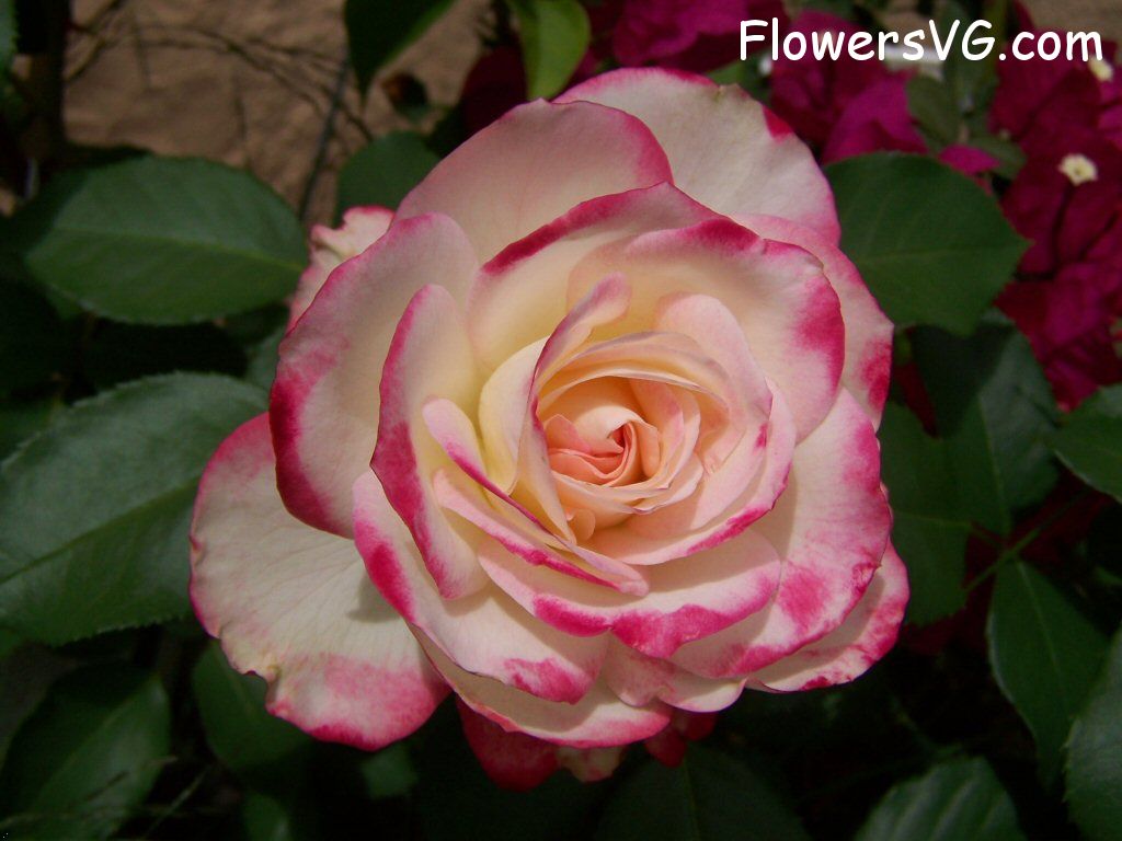 rose_bright_red_white_garden_flower_bloom photo