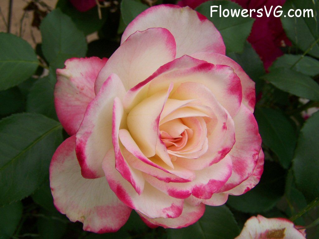 rose_bright_red_white_garden_flower_bloomed photo