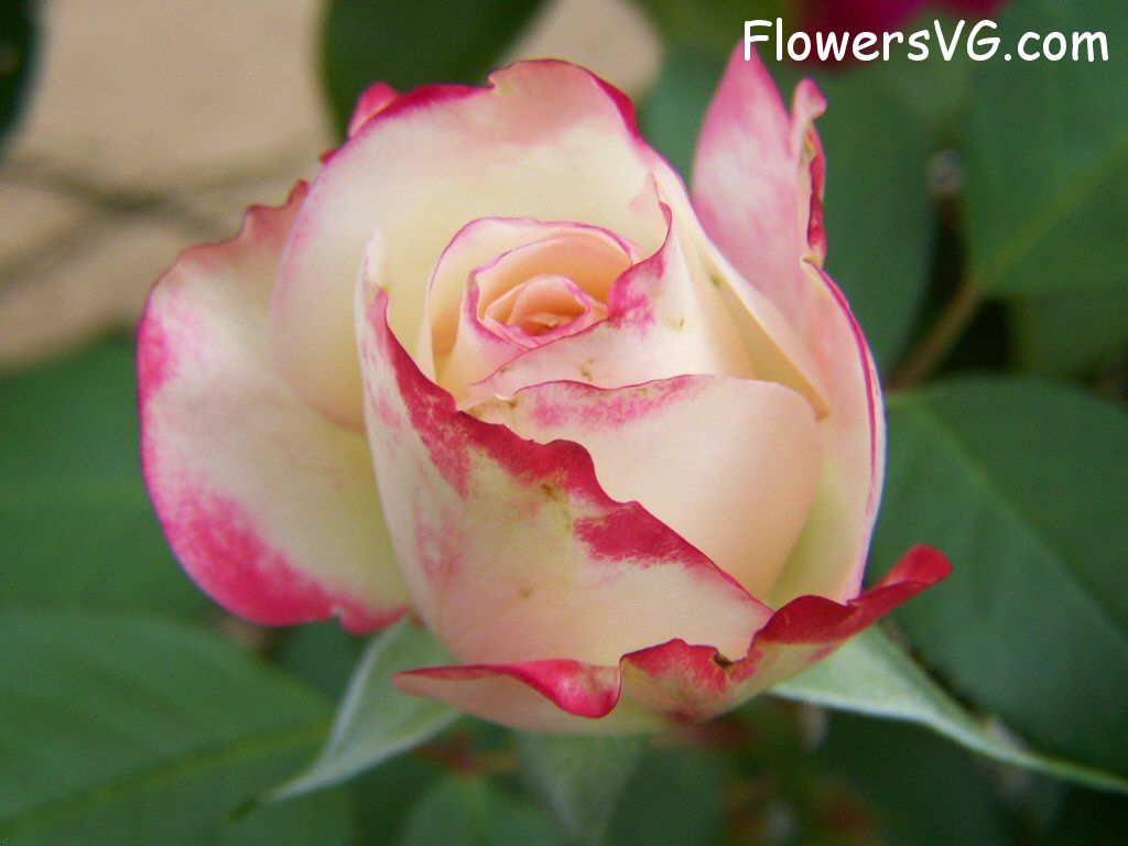 rose_bright_red_white_small_flower photo