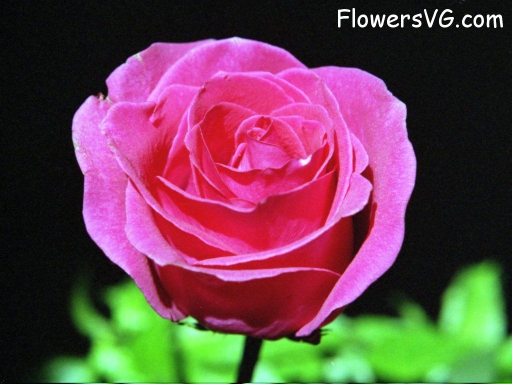 rose_dark_pink_beautiful photo