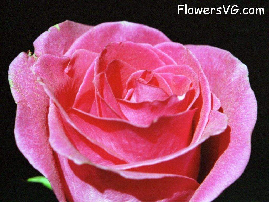 rose_dark_pink_close_up photo