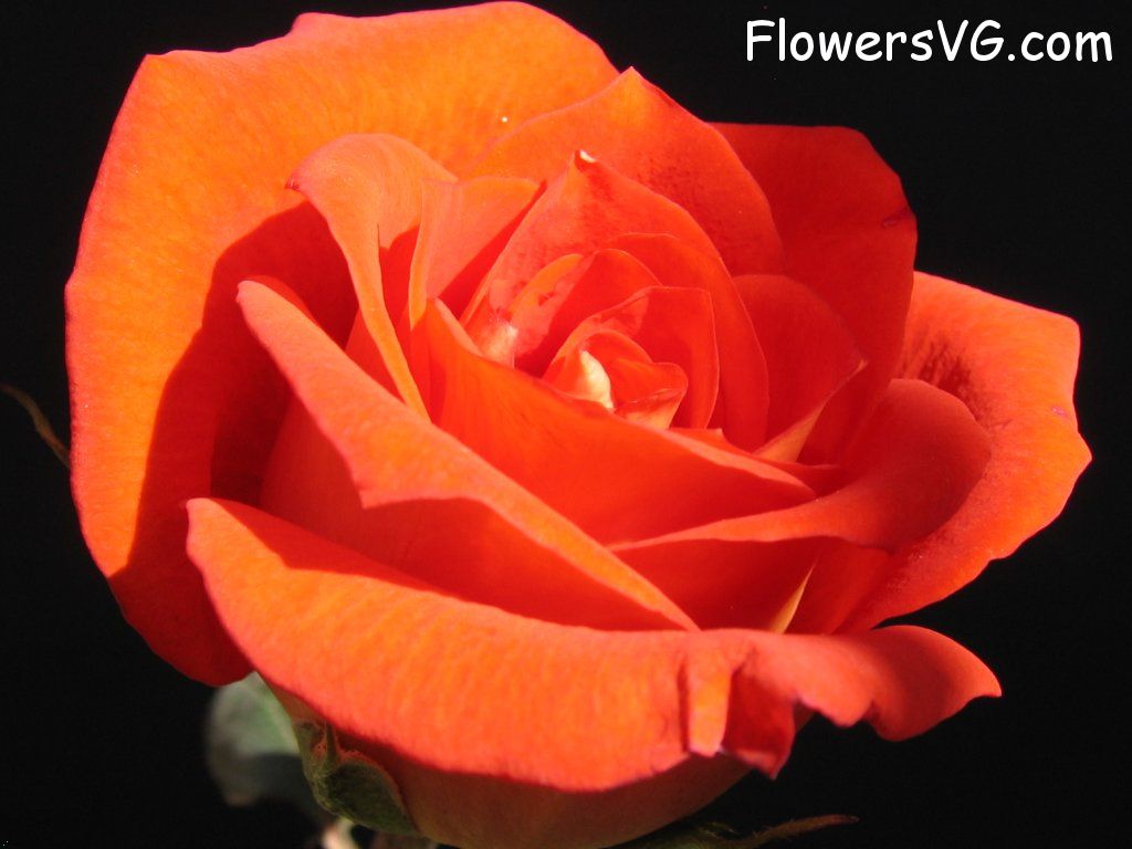 rose_flower_orange photo
