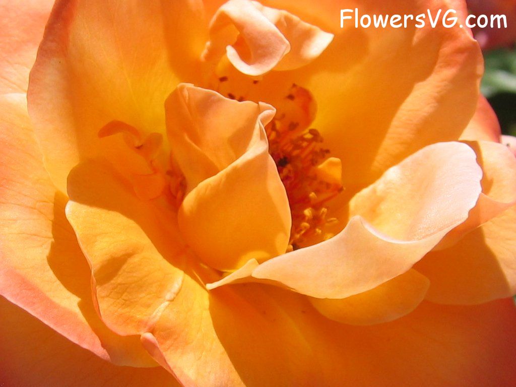rose_flower_orange_bloomed_closeup photo
