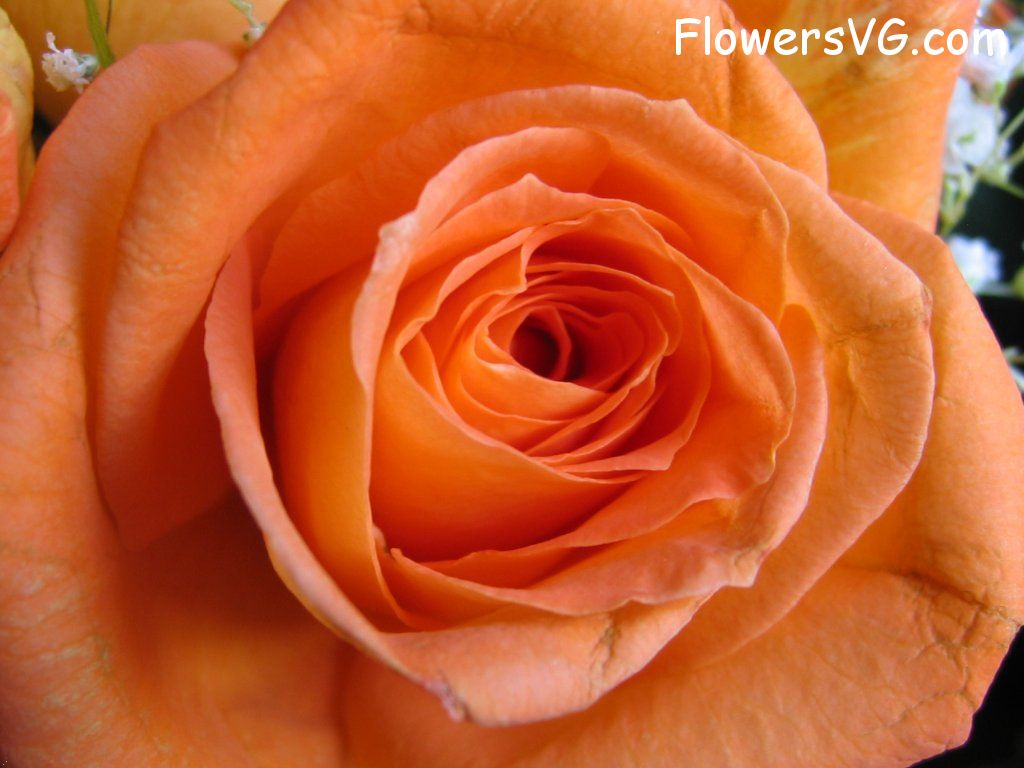rose_flower_orange_close_up photo
