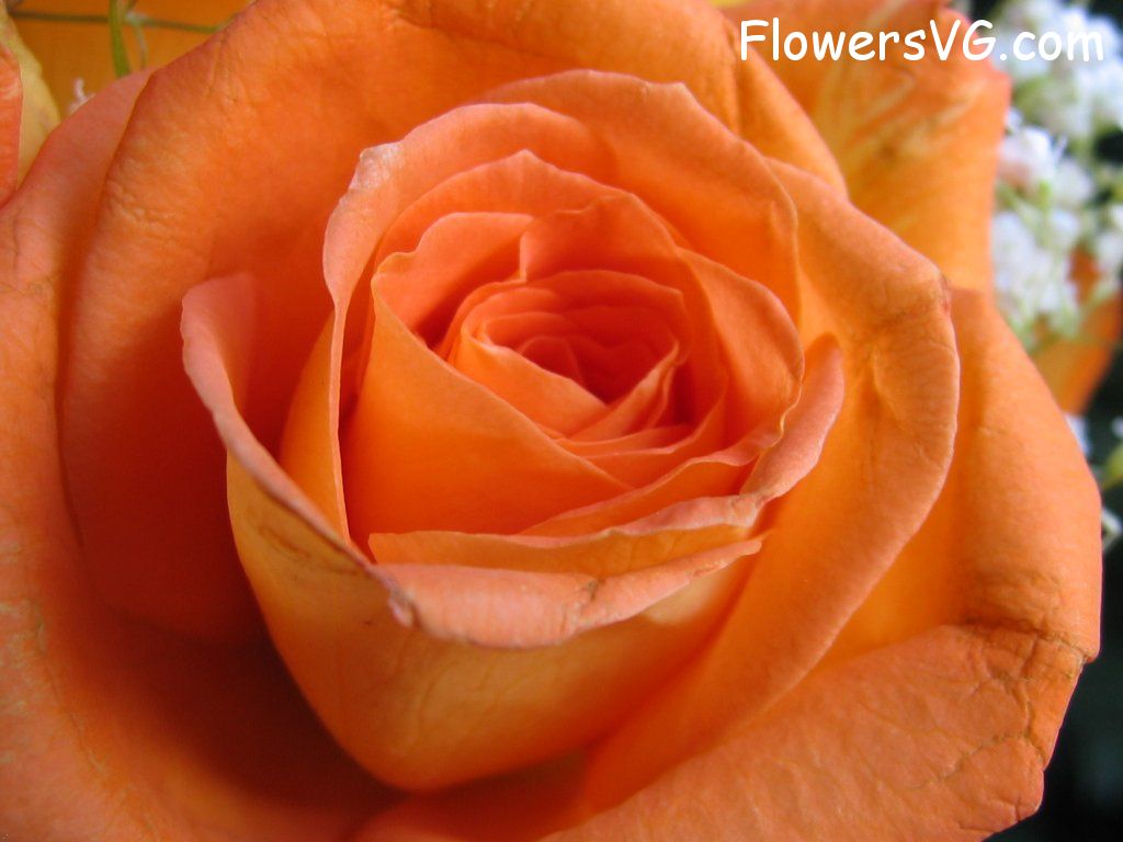 rose_flower_orange_close_up_bloomed photo