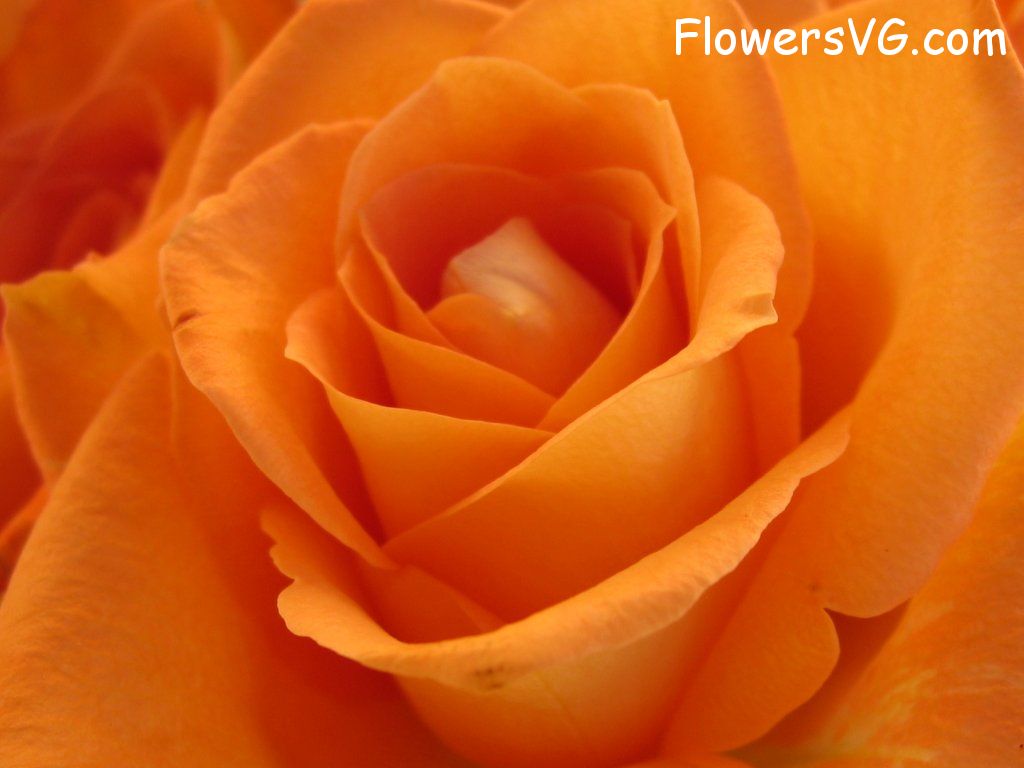 rose_flower_orange_closeup photo
