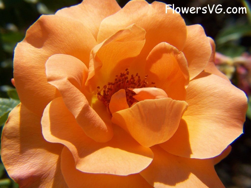 rose_flower_orange_garden_flower photo