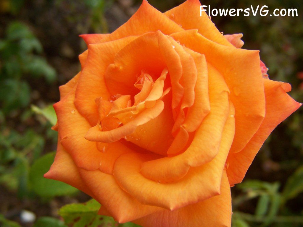 rose_flower_orange_garden_water_drops photo