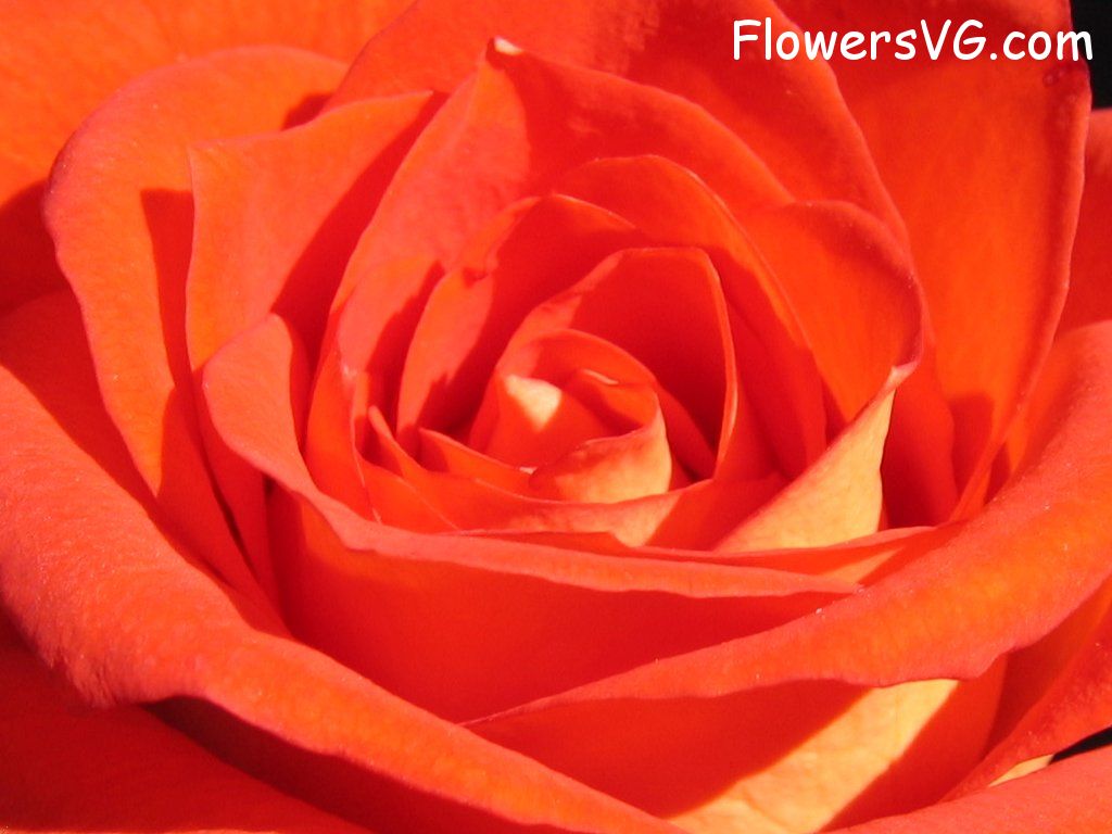 rose_flower_orange_red photo
