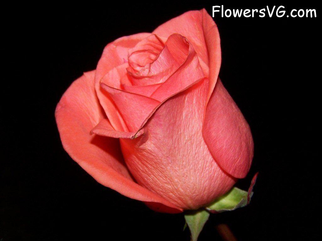 rose_light_orange_flower photo