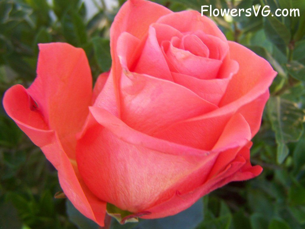 rose_light_orange_flower_garden photo