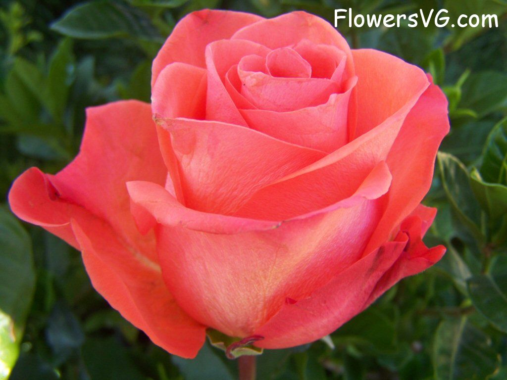 rose_light_orange_garden_closeup photo