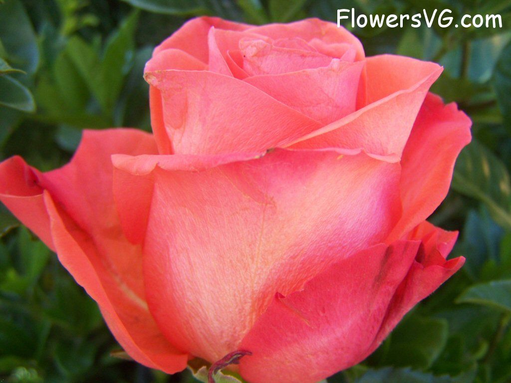 rose_light_orange_garden_flower photo