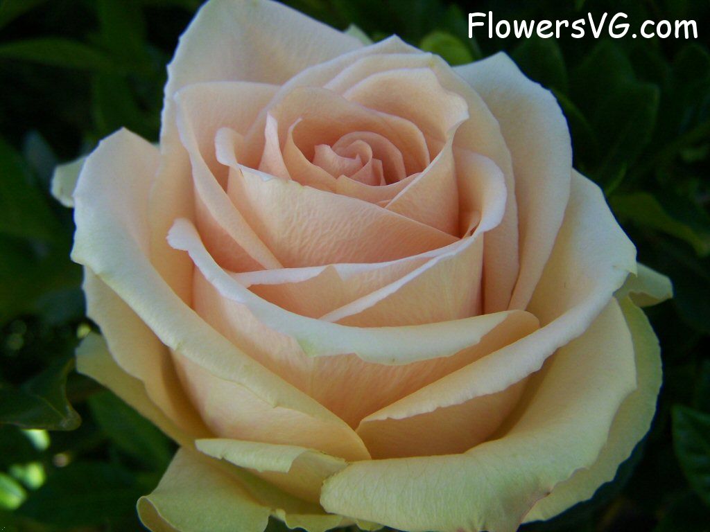 rose_light_pink_white_beautiful_flower_close_up photo