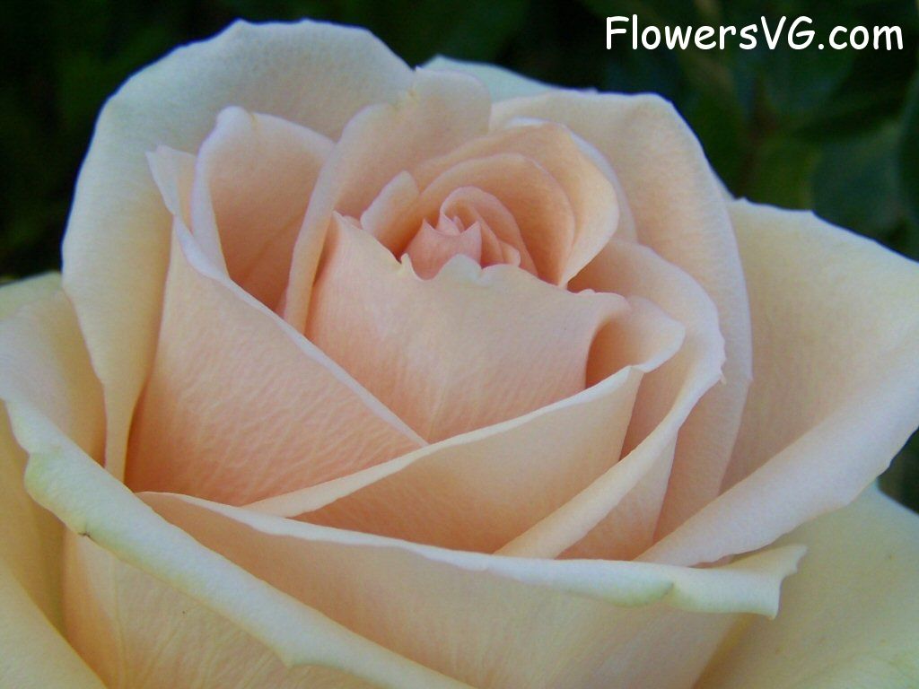 rose_light_pink_white_beautiful_flower_closeup photo