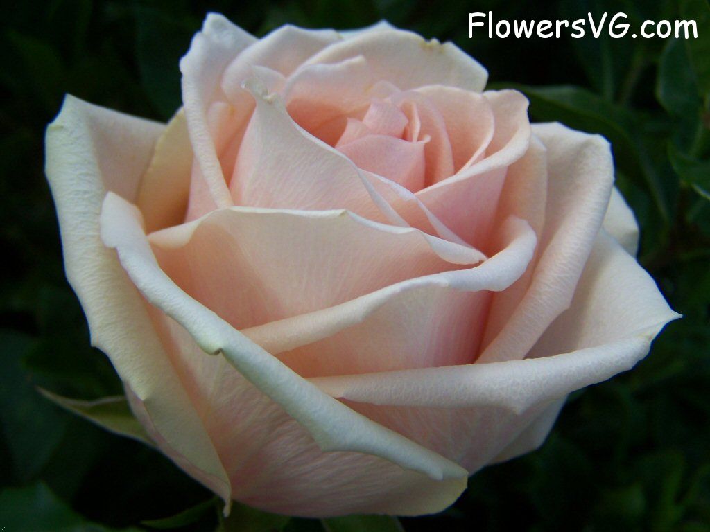 rose_light_pink_white_flower photo