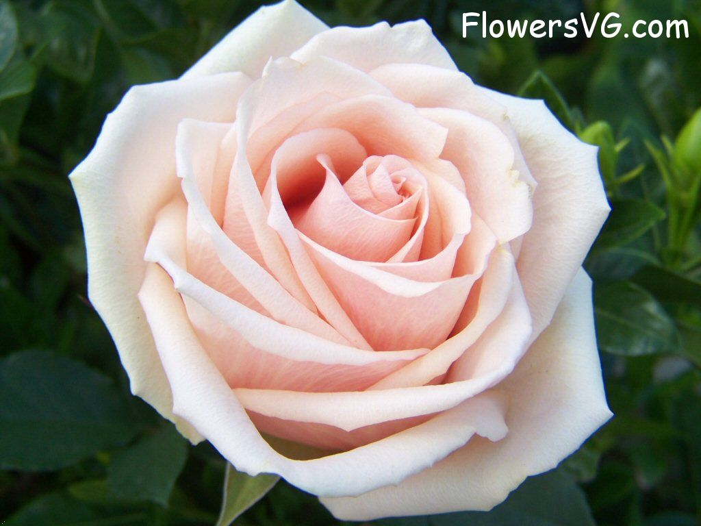 rose_light_pink_white_garden_large_flower photo