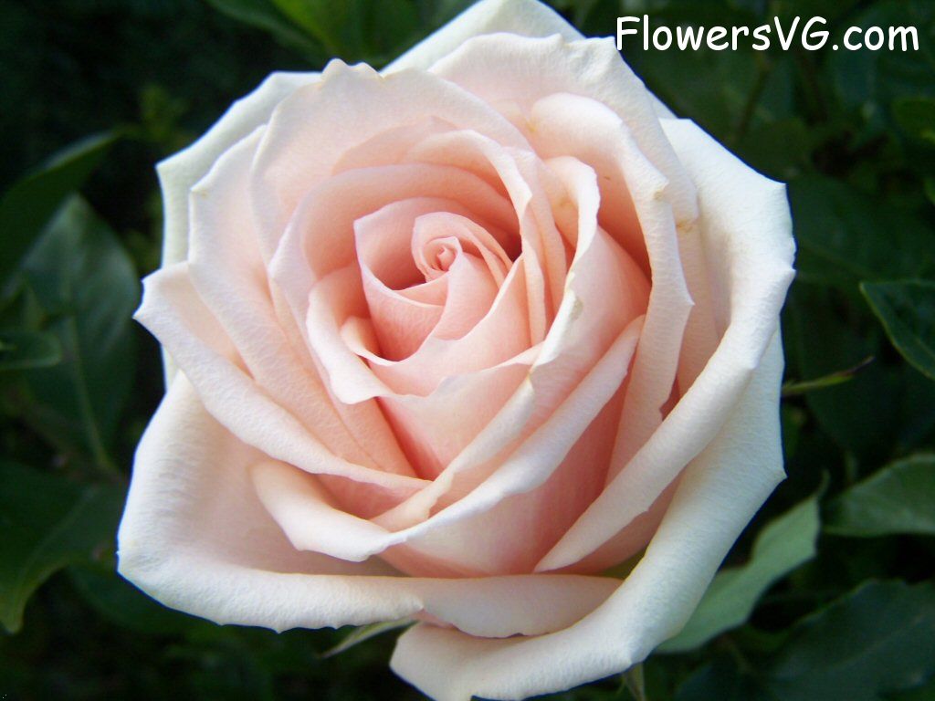 rose_light_pink_white_large_bloom photo