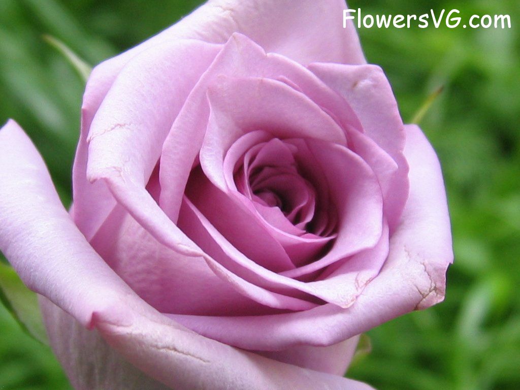 however "www.flowersvg.com"  must stay on the photo