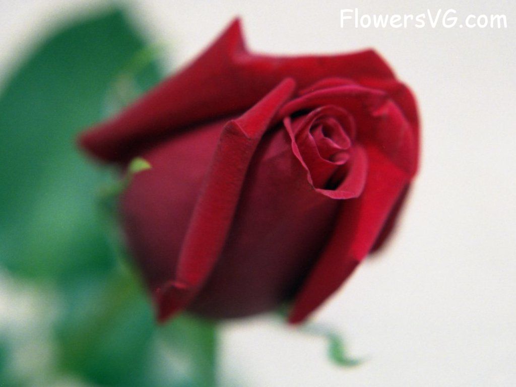 rose_maroon_beautiful_flower photo