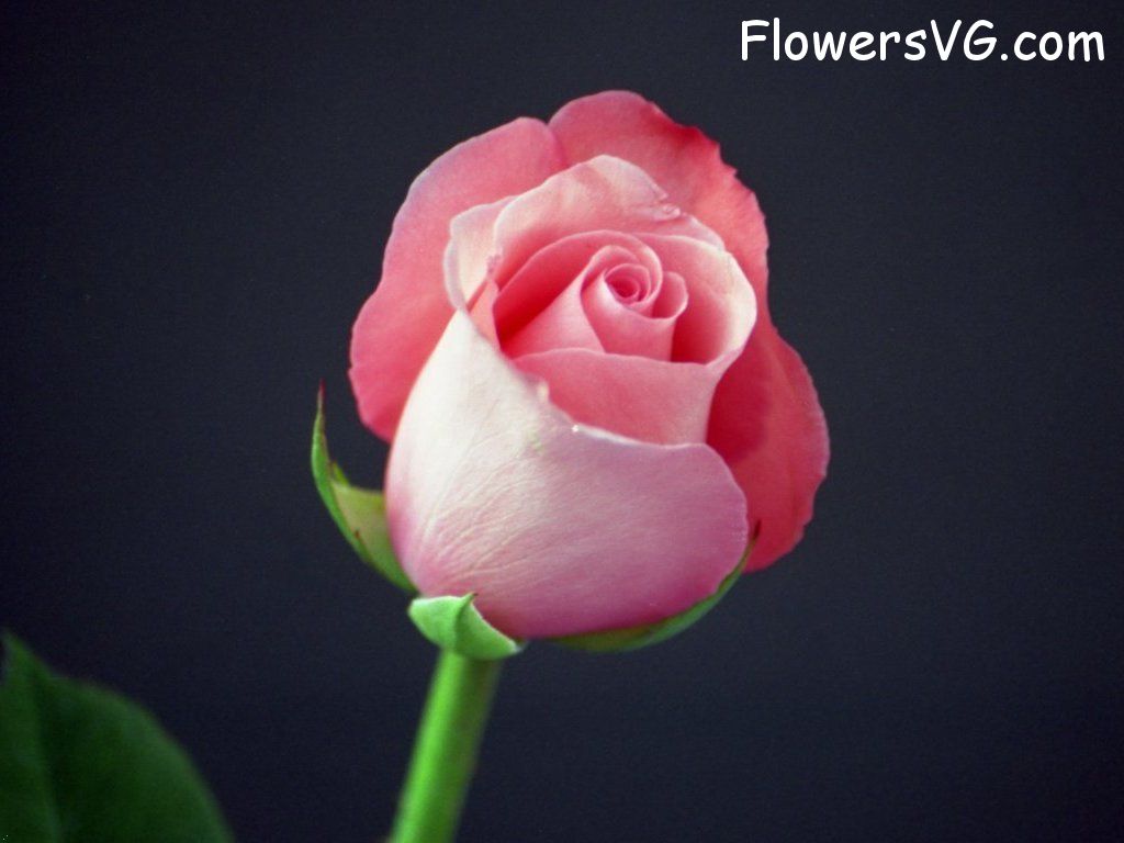rose_pink_flower photo