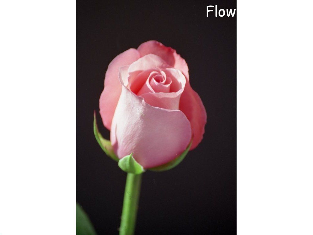 rose_pink_flower_long_stem photo