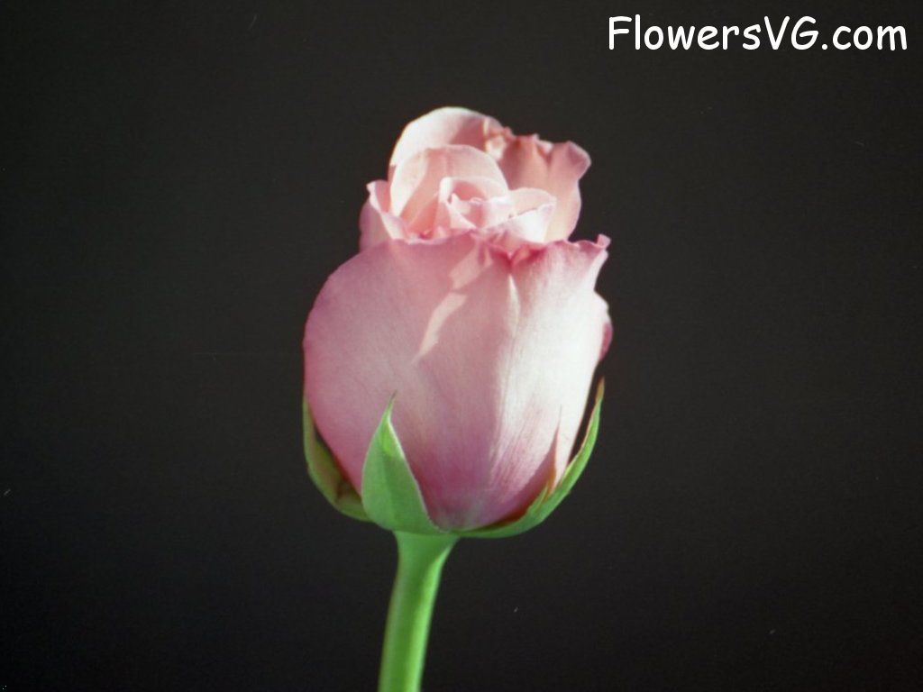 rose_pink_flower_white photo