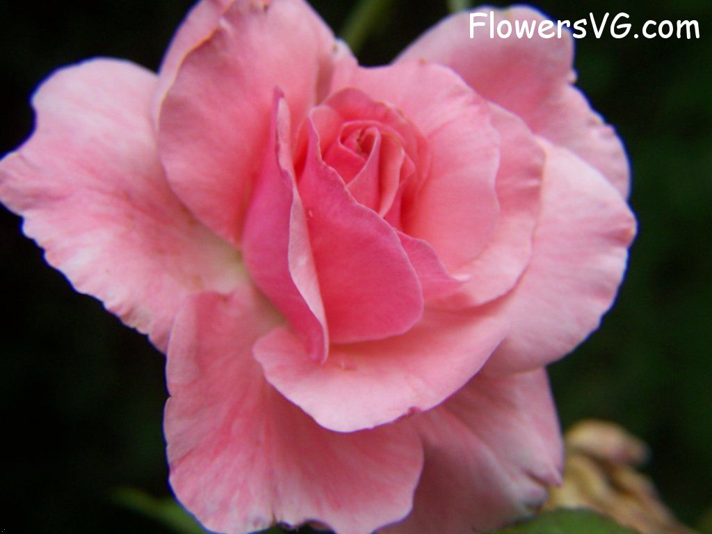 rose_pink_garden_bloom photo
