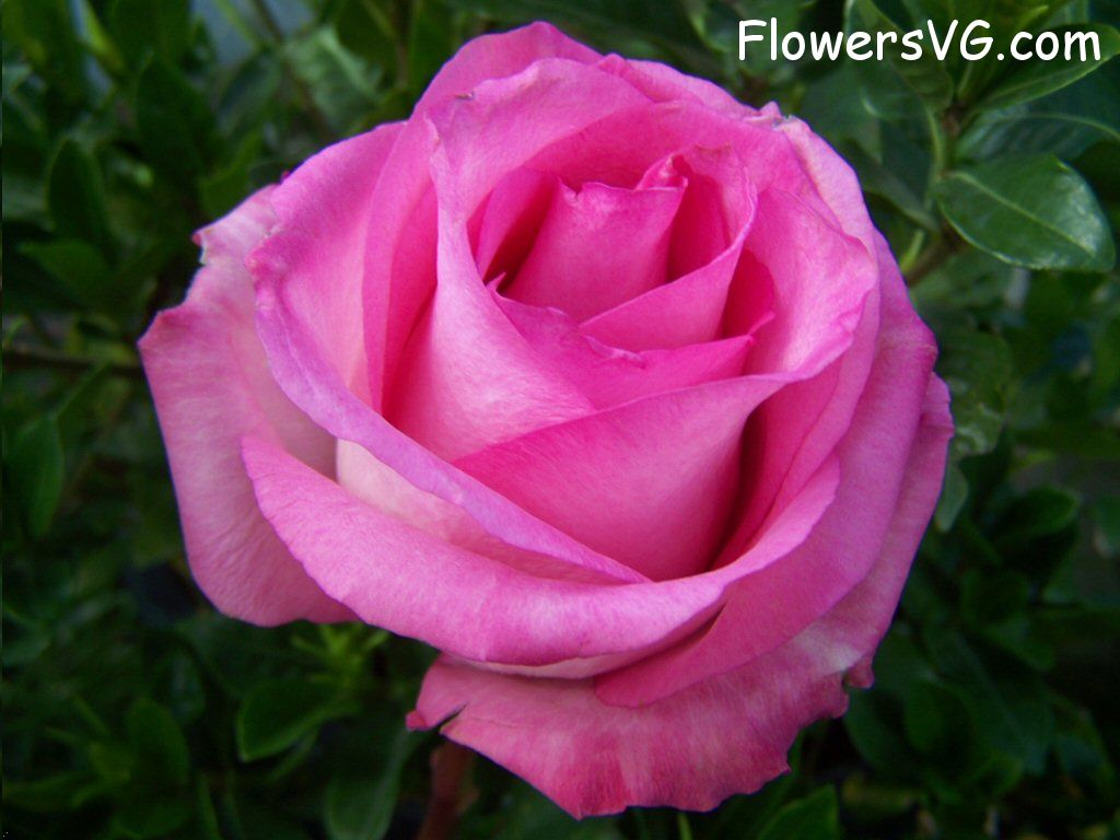 rose_pink_white_beautiful_bloom photo