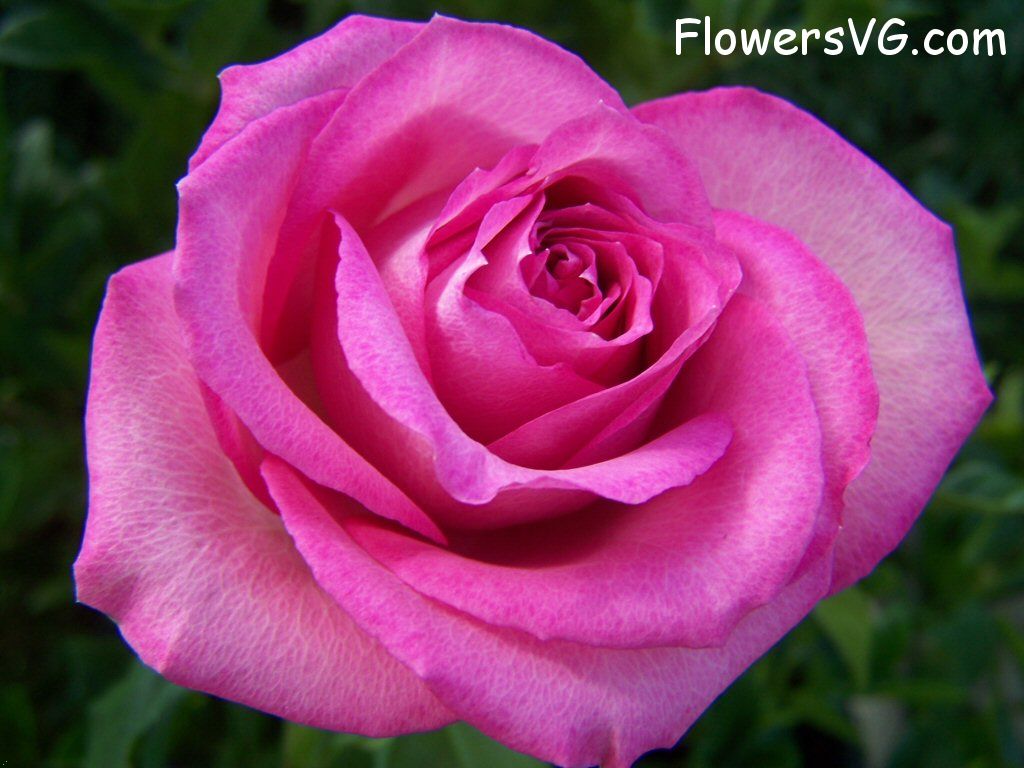 rose_pink_white_beautiful_flower photo
