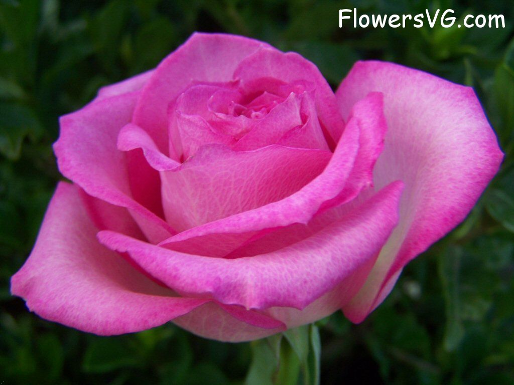 rose_pink_white_beautiful_petals photo