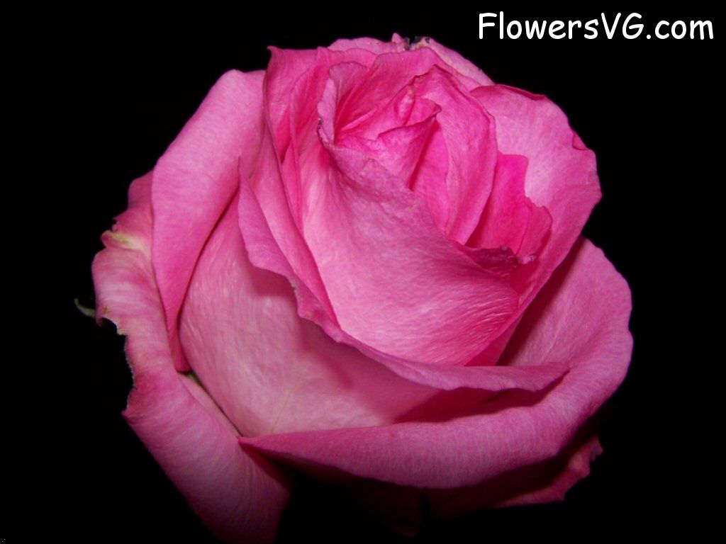 rose_pink_white_black_background photo