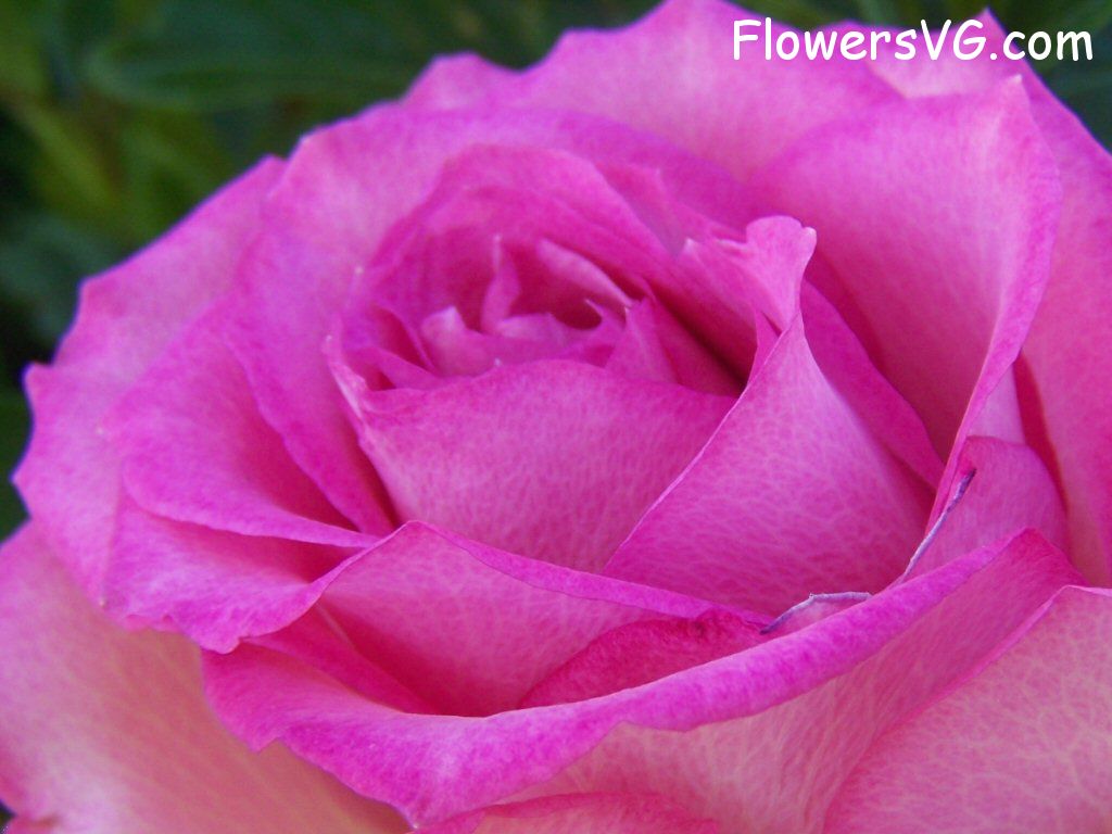 rose_pink_white_bloomed_close_up photo