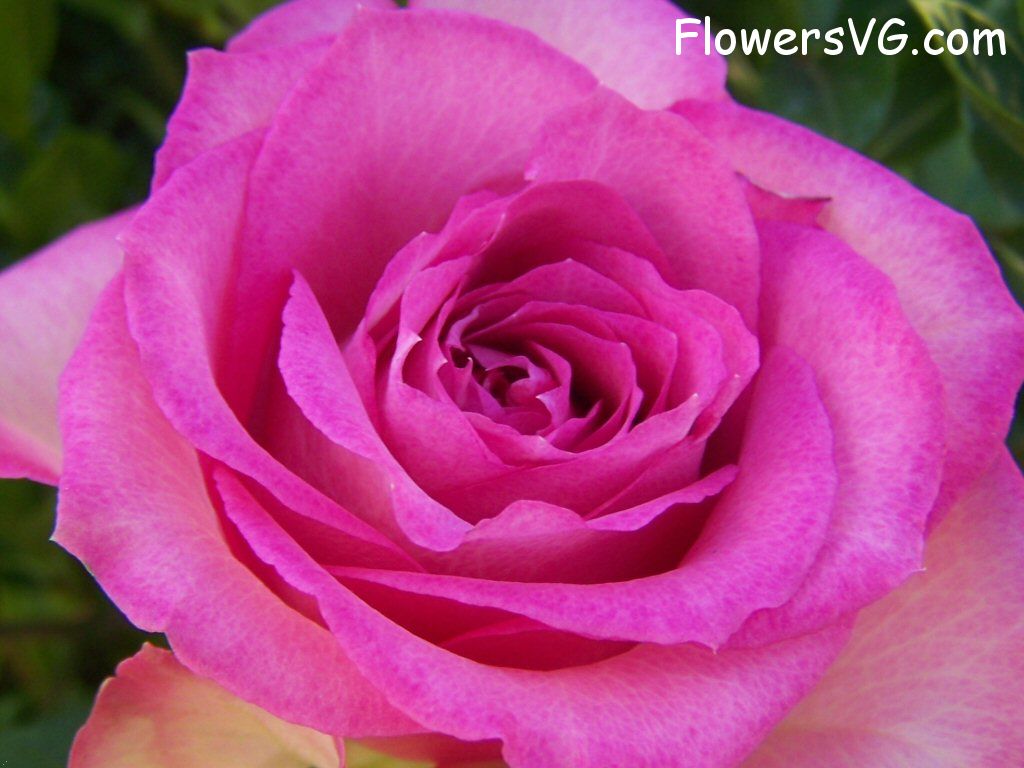 rose_pink_white_bloomed_closeup photo