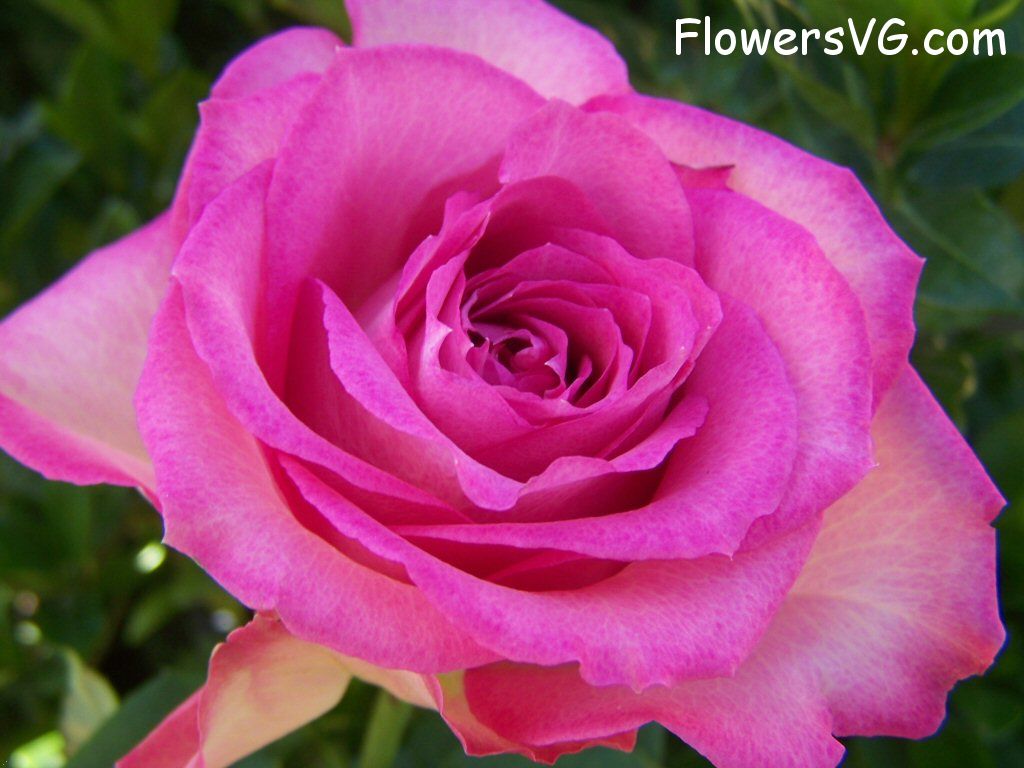 rose_pink_white_bloomed_garden photo