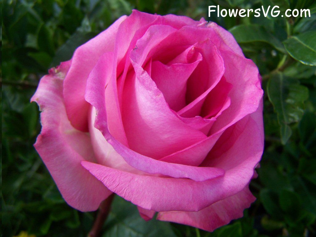 rose_pink_white_bloomed_garden_big photo