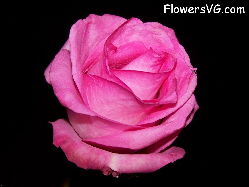 rose_pink_white_cut_black photo