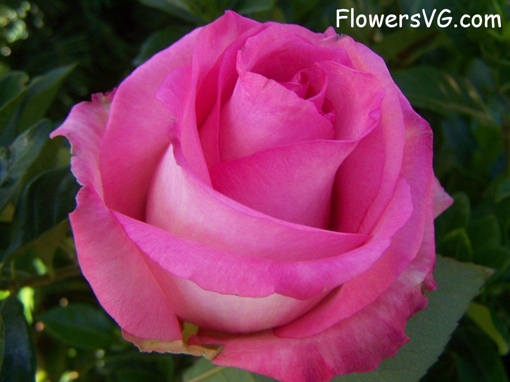 rose_pink_white_flower photo