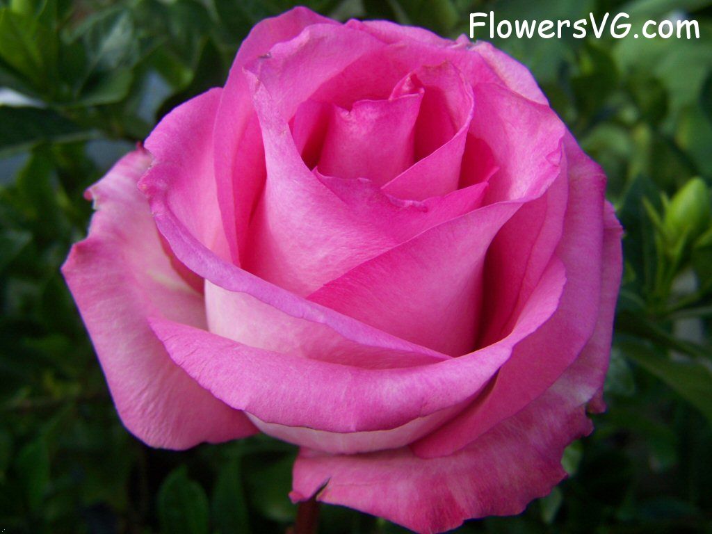 rose_pink_white_garden photo