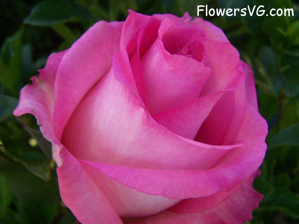 rose_pink_white_garden_big photo
