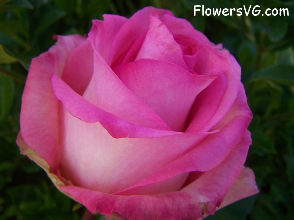 rose_pink_white_garden_big_beautiful photo