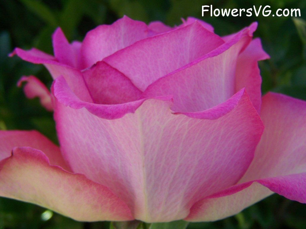 rose_pink_white_garden_bloomed photo