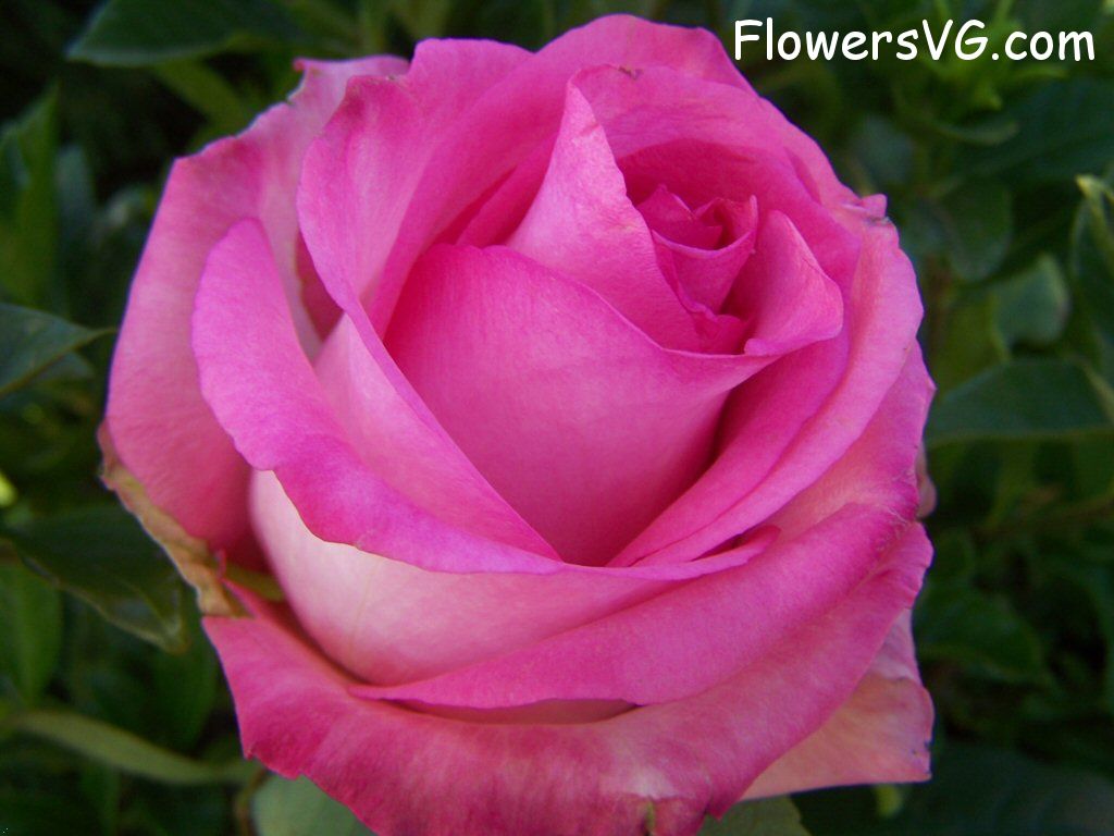 rose_pink_white_garden_large photo