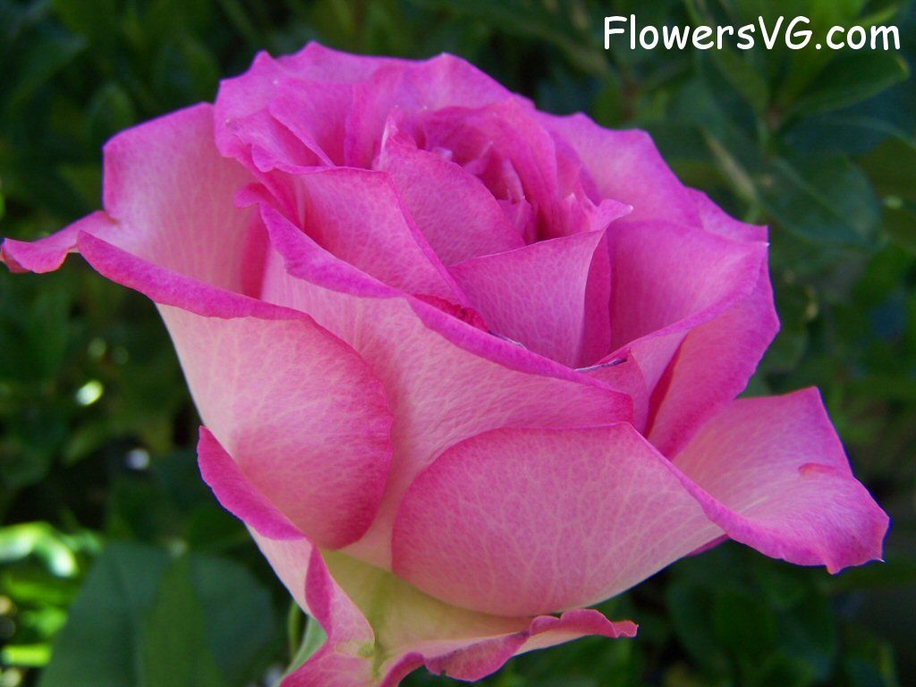 rose_pink_white_garden_side_view photo