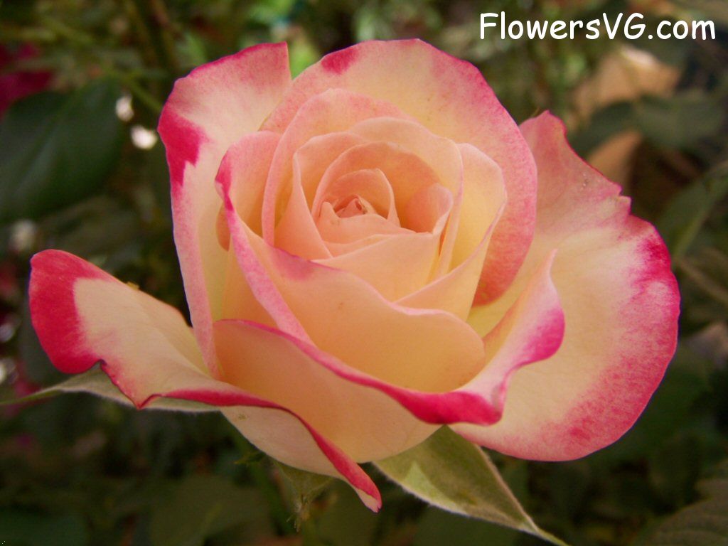 rose_pink_yellow_beautiful photo